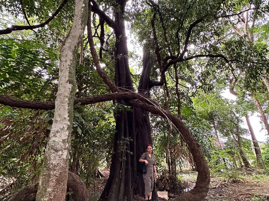 Sai Yok Yai Waterfall景点图片