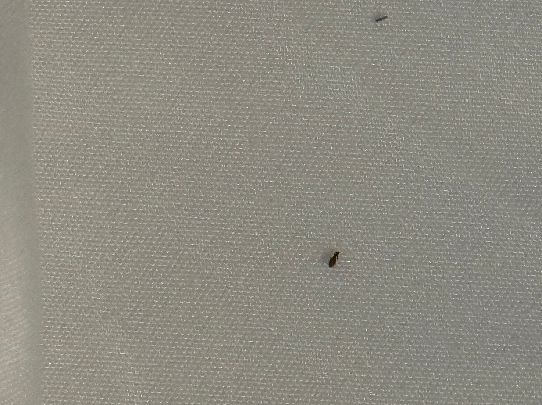 Quality Inn Sunshine Suites主图