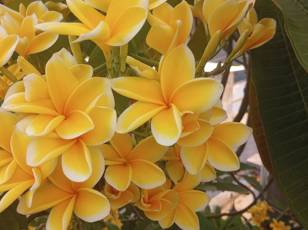 Sugiras Living主图