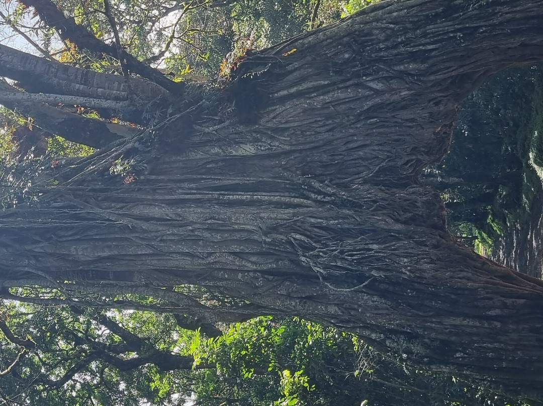 Kilihome Adventure-阿鲁沙必去景点