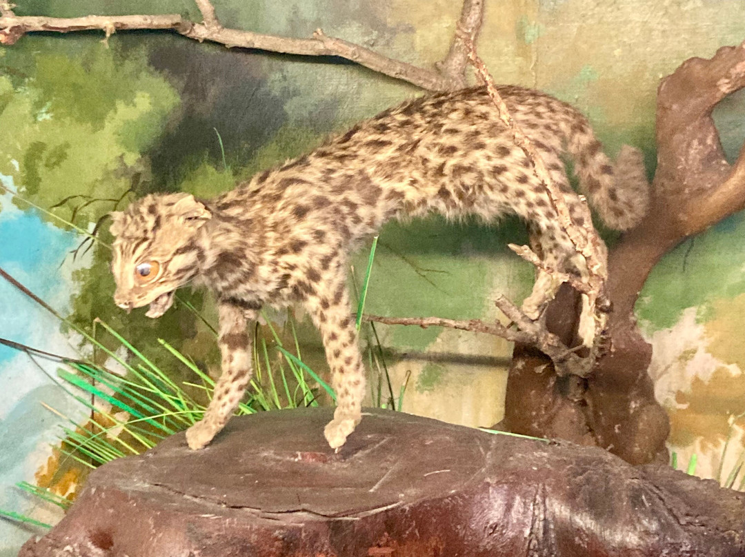 Hai Phong City Museum-海防必去景点