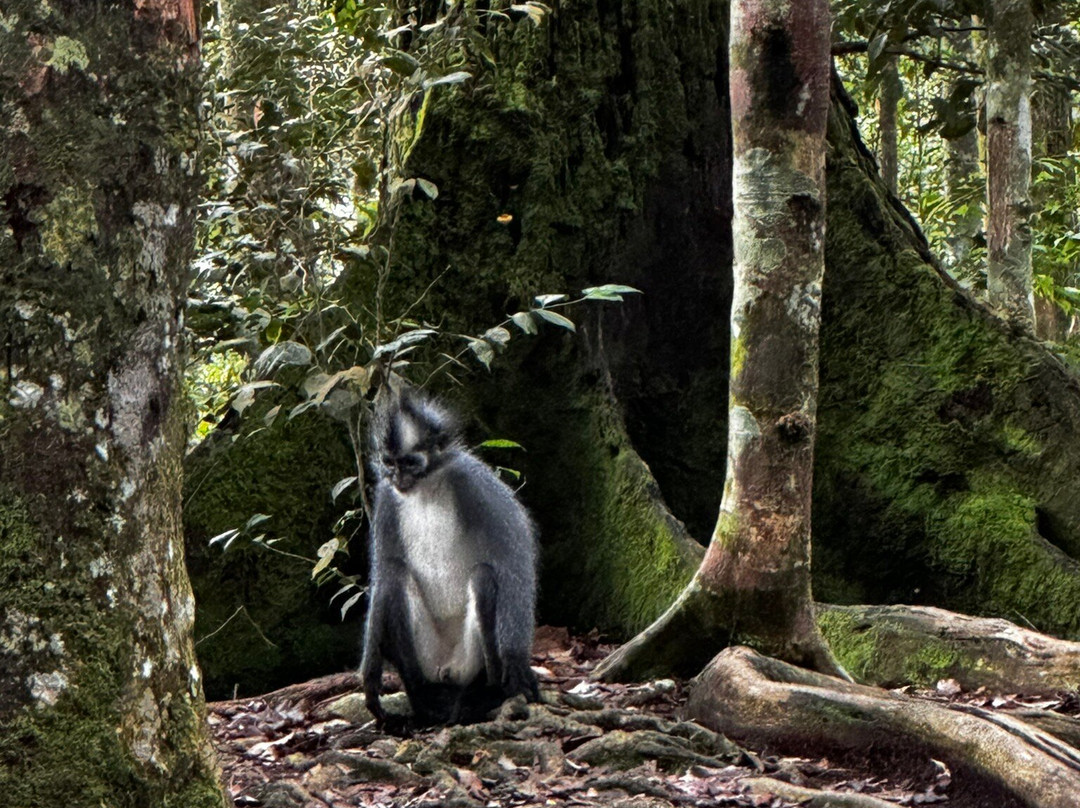 Monkey business tours-武吉拉旺必去景点