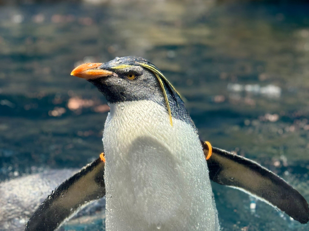 长崎企鹅水族馆景点图片
