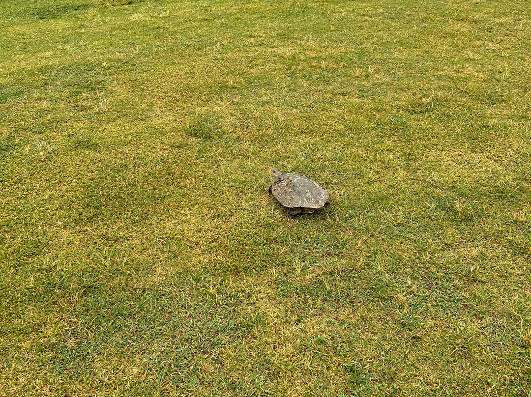 The Reef Golf Course-弗里波特必去景点