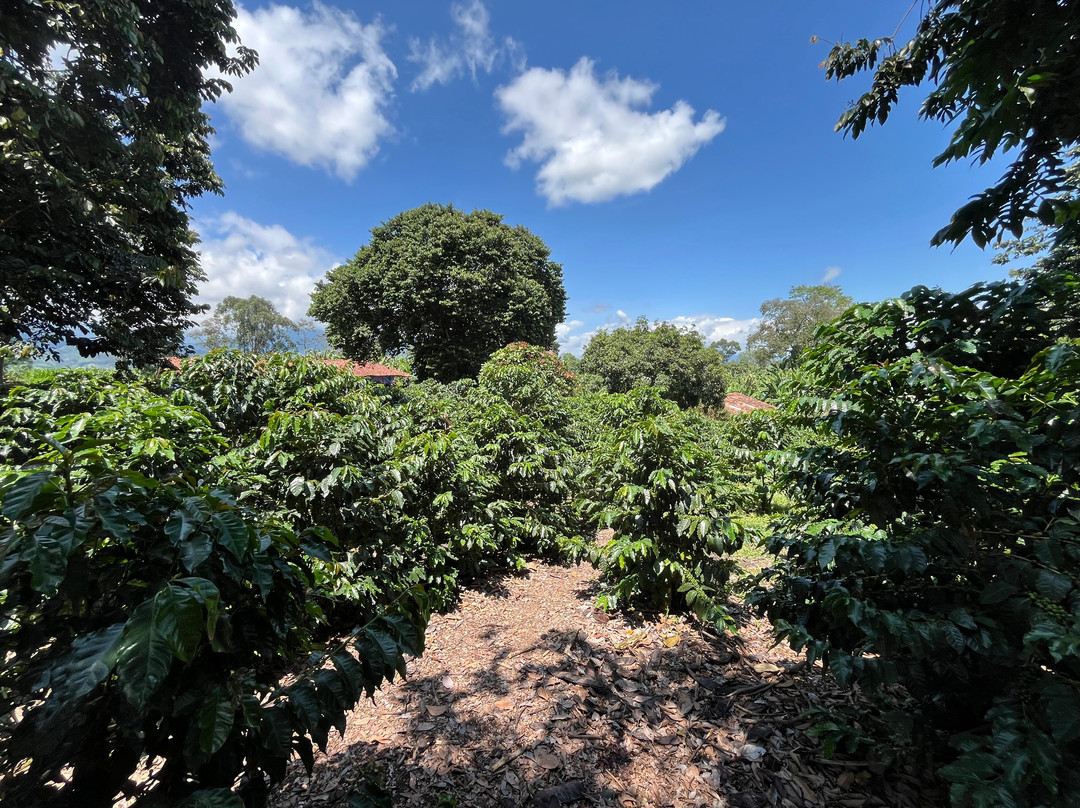 Recuca-Calarca必去景点