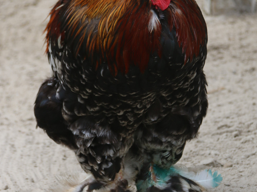 Birgits Tiergarten-Hage必去景点