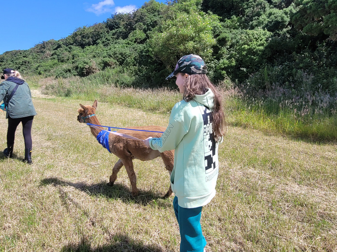 North Coast Alpacas-科尔雷恩必去景点