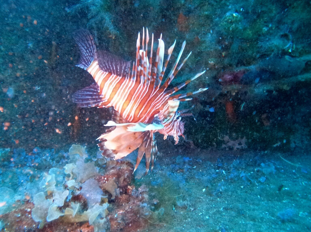 Erman Dive Center景点图片