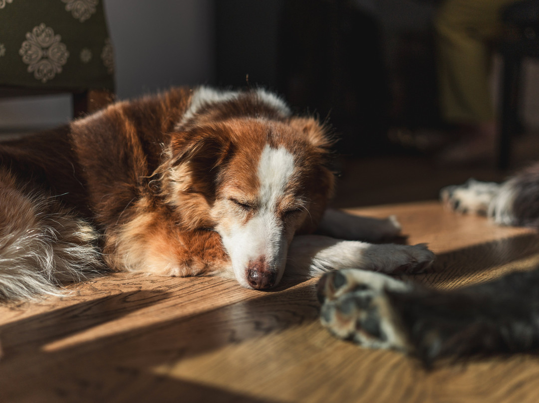 Schwarzer Adler主图