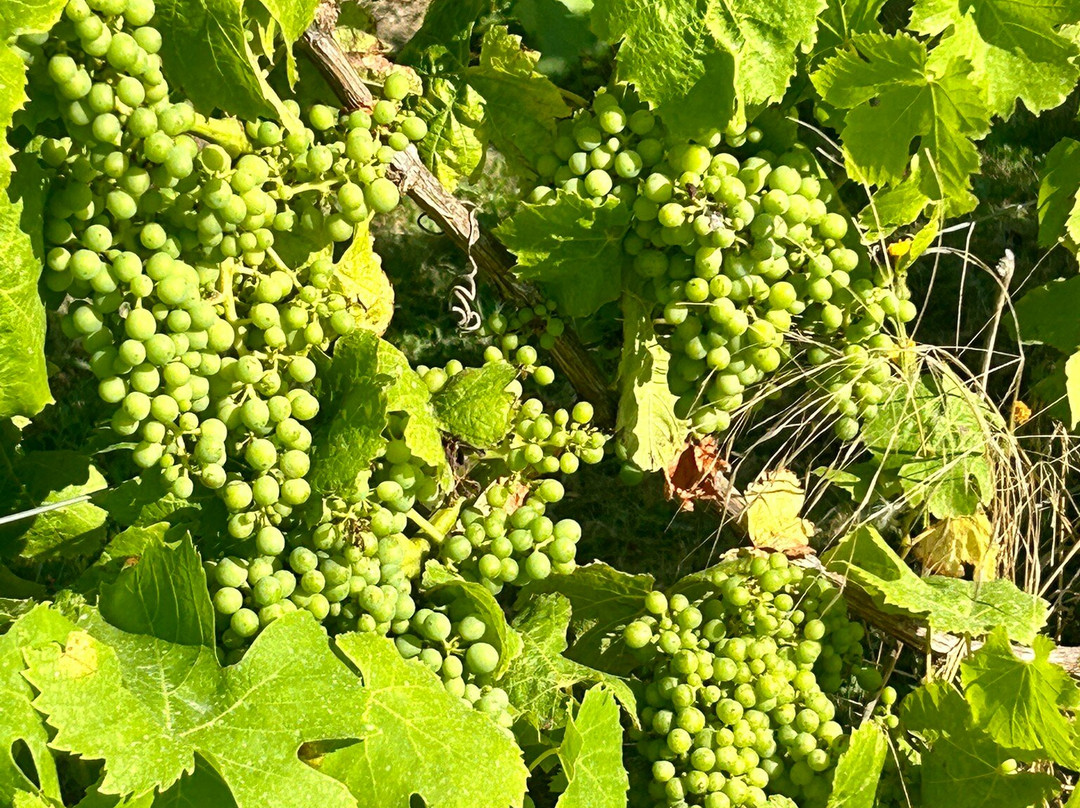 Denbies Vineyard Hotel主图