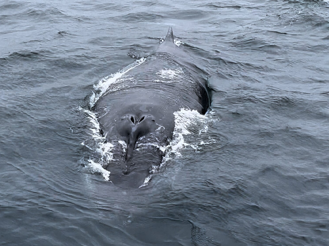 Go Whale Watching Sydney景点图片