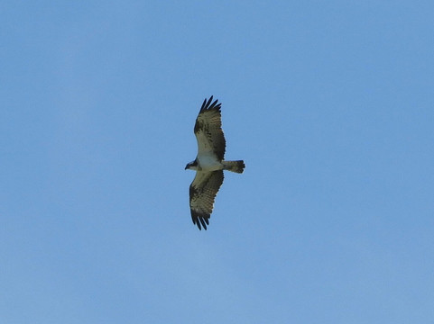 Aviturismo-加的斯市必去景点