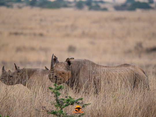 Azizi Africa Luxury Safaris-Karen必去景点