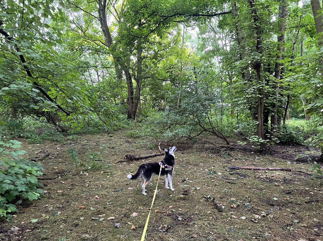 Wittenham Clumps-Little Wittenham必去景点