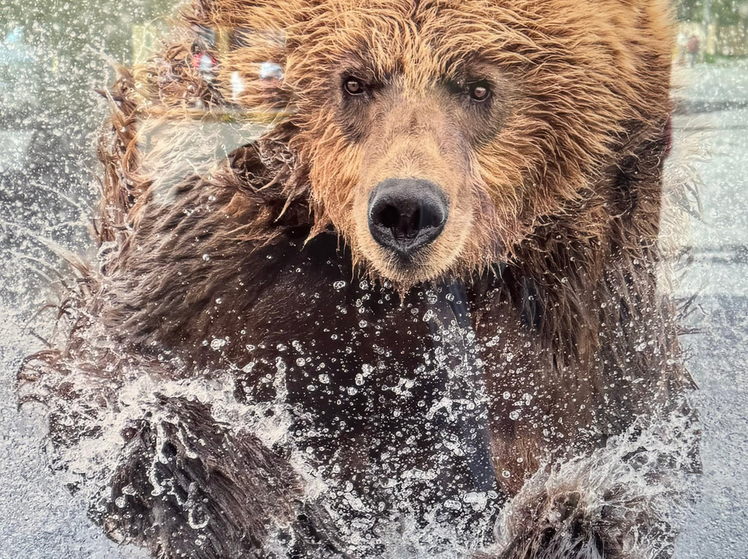 BearHead Photography Gallery-史凯威必去景点