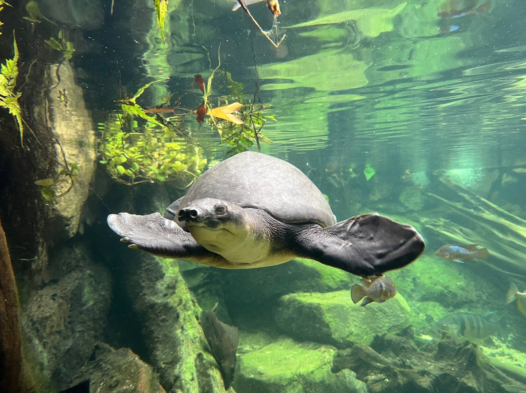 Aquazoo Loebbecke Museum-杜塞尔多夫必去景点