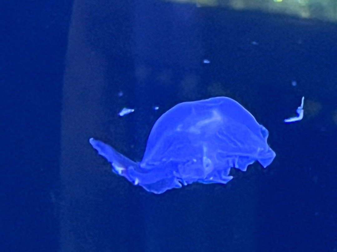 Achill Experience, Aquarium & Visitor Centre-Achill Island必去景点