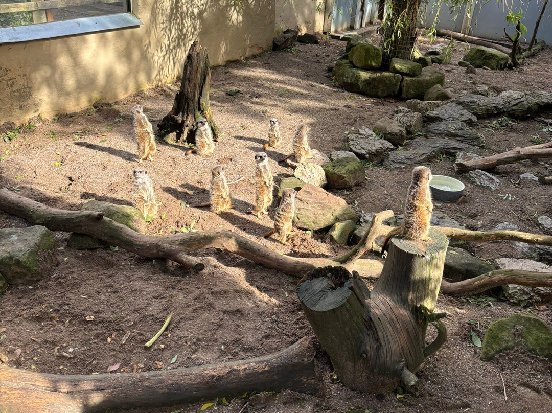 Kirkleatham Owl Center-Redcar必去景点