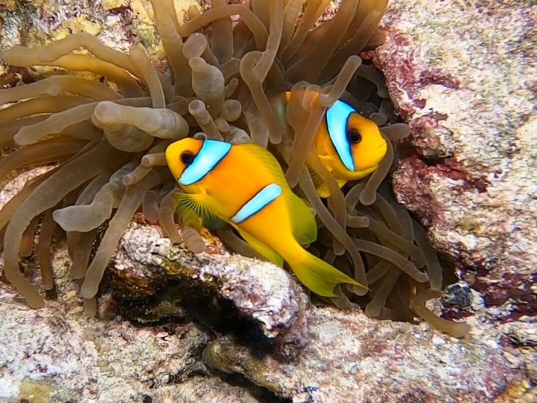 Sharm Scuba Service-沙姆沙伊赫必去景点