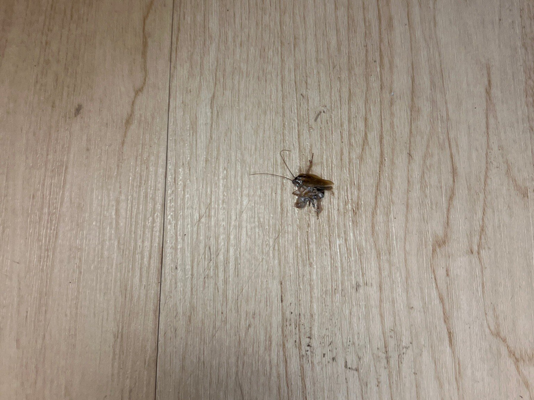 Red Roof Inn Tampa Brandon主图