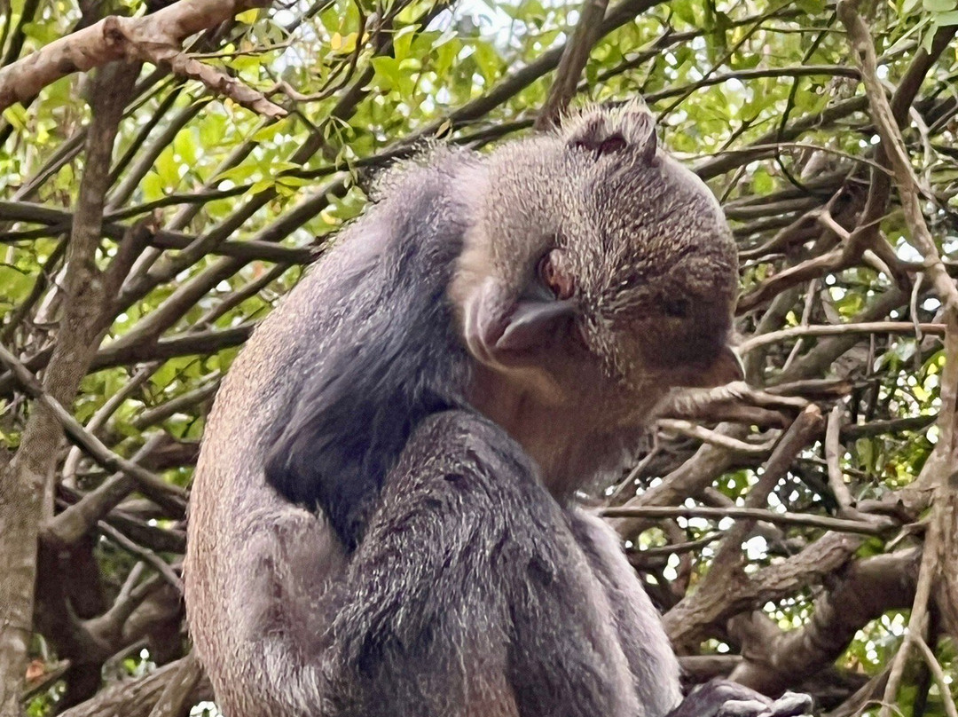 Colobus Conservation-迪亚尼必去景点
