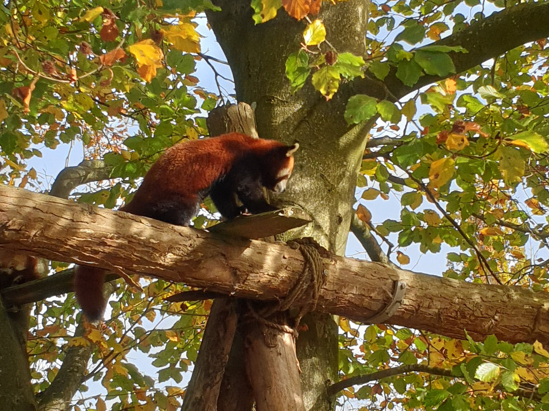 Odense Zoo-欧登塞必去景点