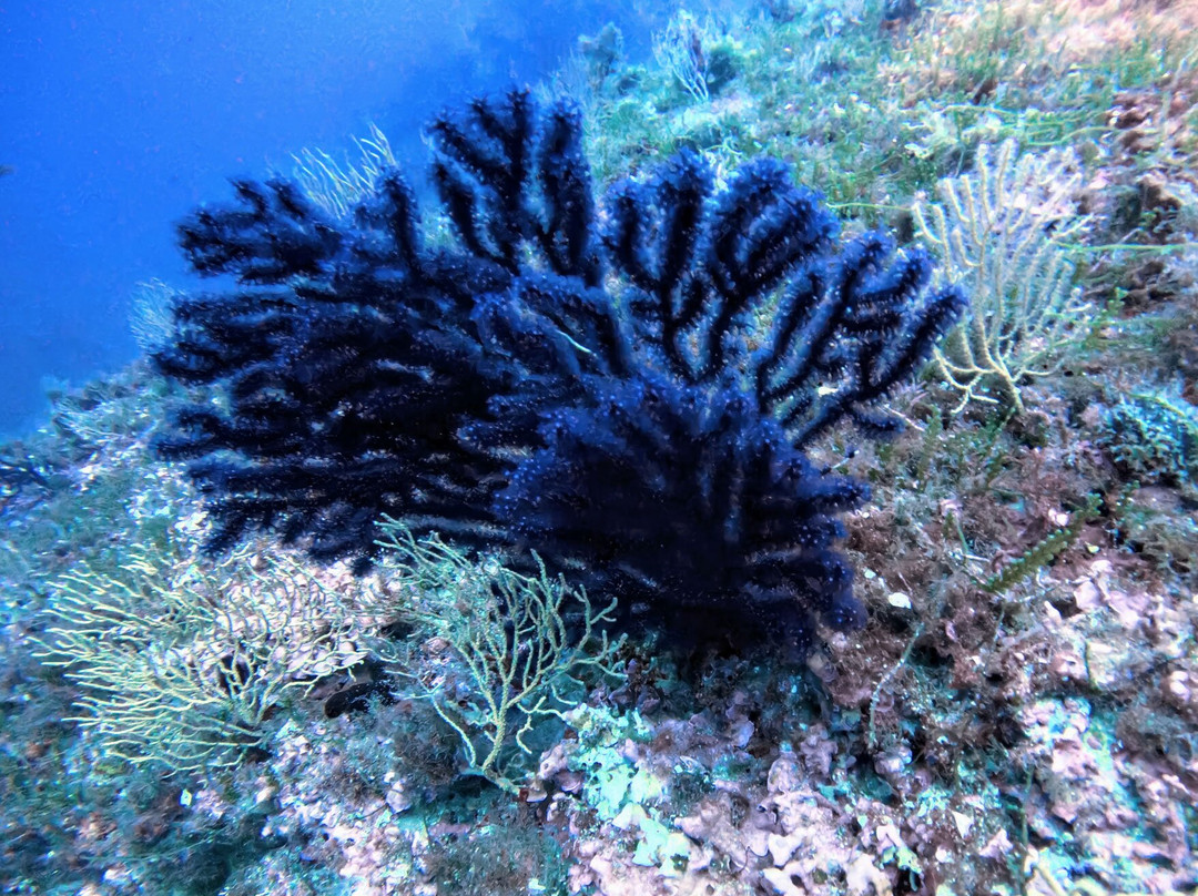Barracuda diving-Nerano必去景点
