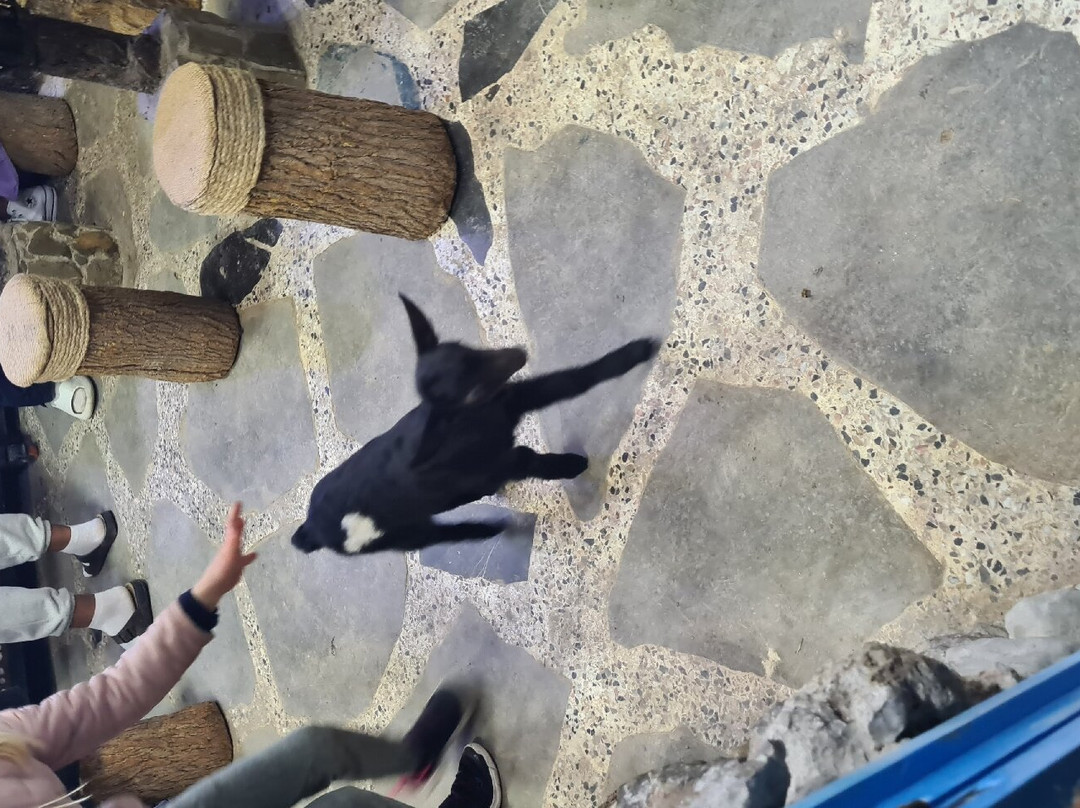 Callejon El Asri-舍夫沙万必去景点