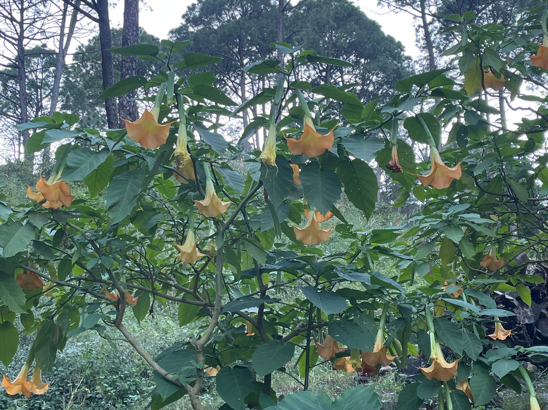 Kasauli Nature Walks By Vanita景点图片