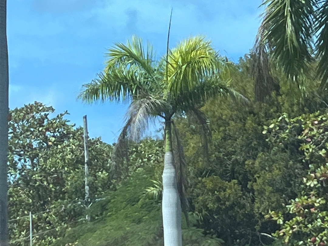 Airport Taxi Pop Tours Transfer Dominican Republic-普拉塔港必去景点