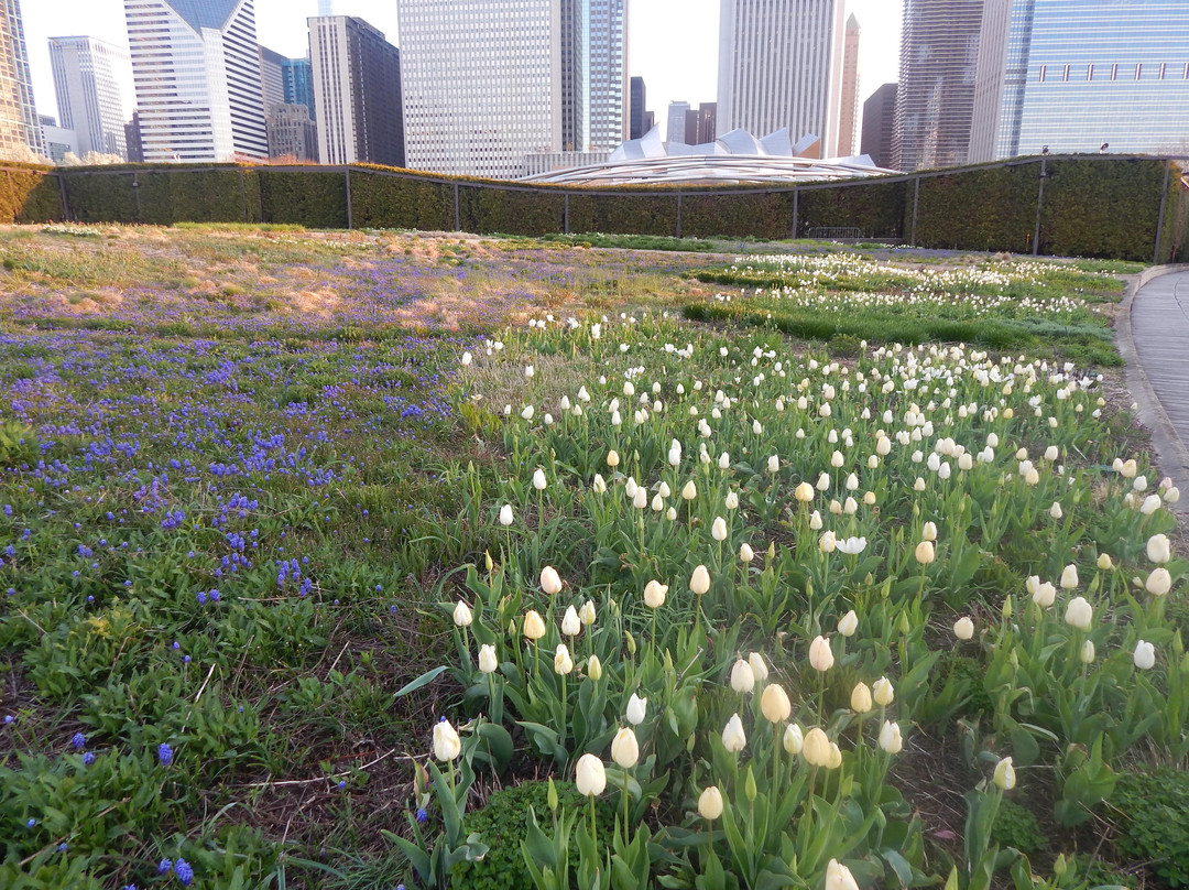 Lurie Garden景点图片