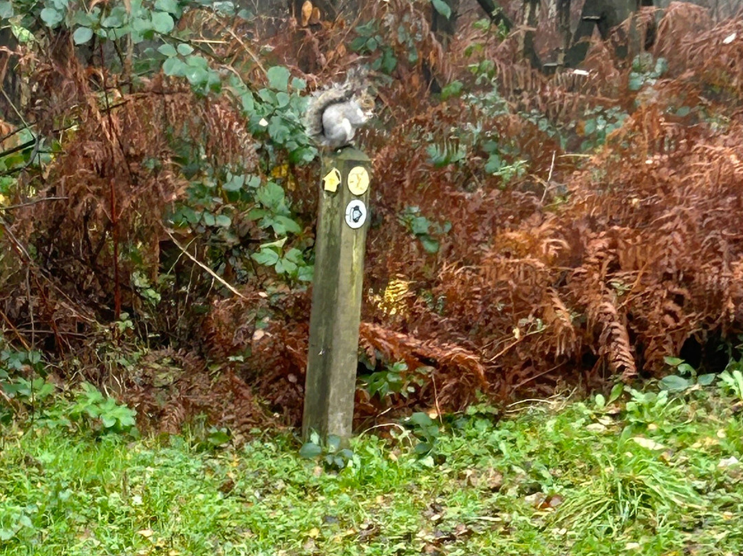 Delamere Forest Park景点图片