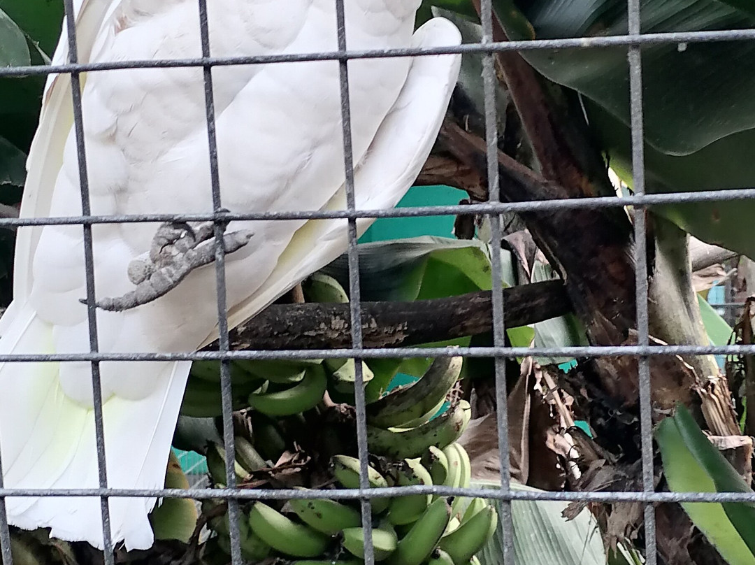 Umgeni River Bird Park景点图片