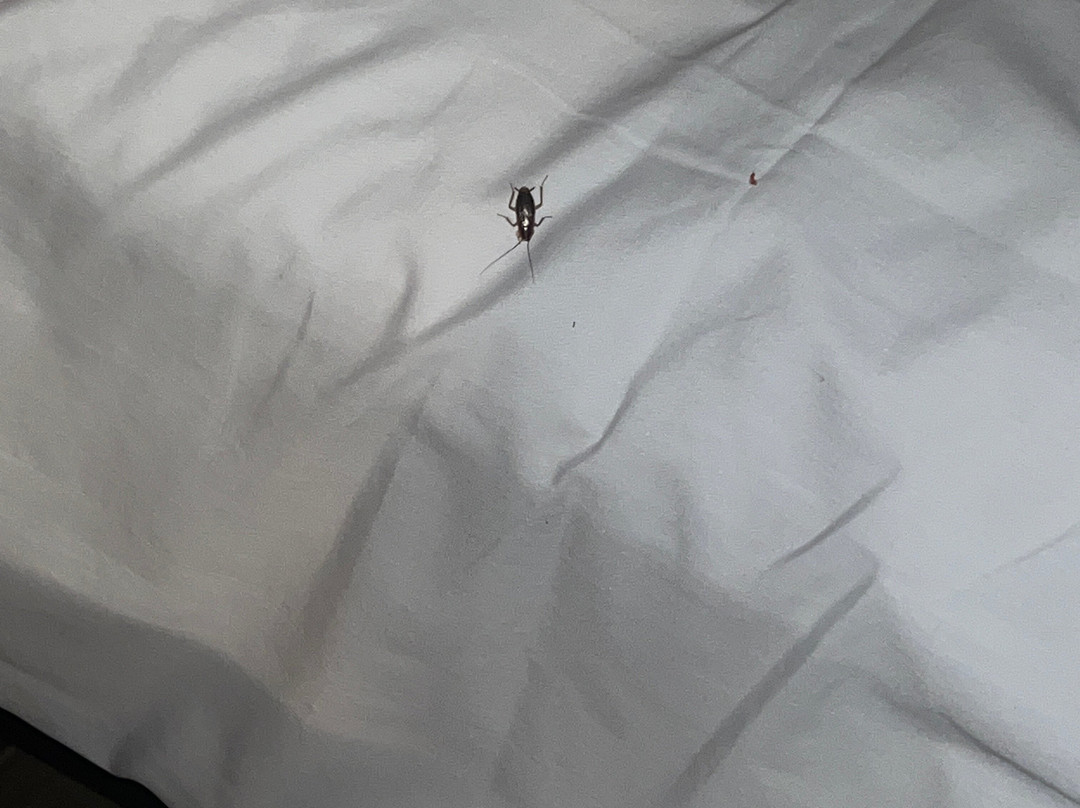 特洛克Travelodge by Wyndham酒店主图