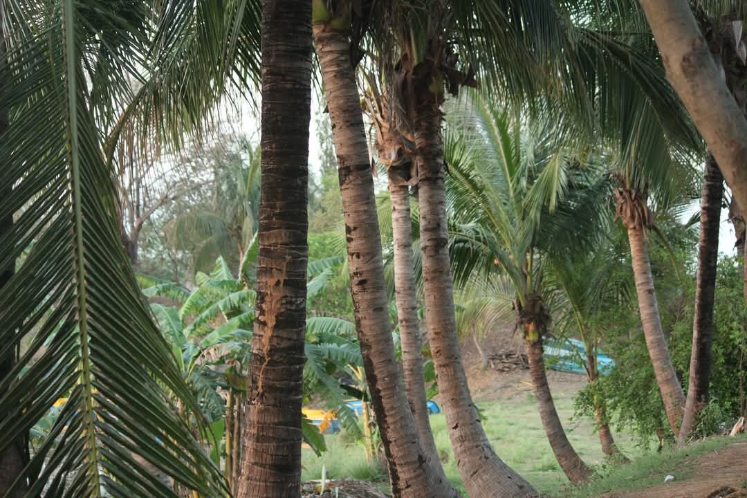 Deul Park-杜加浦必去景点