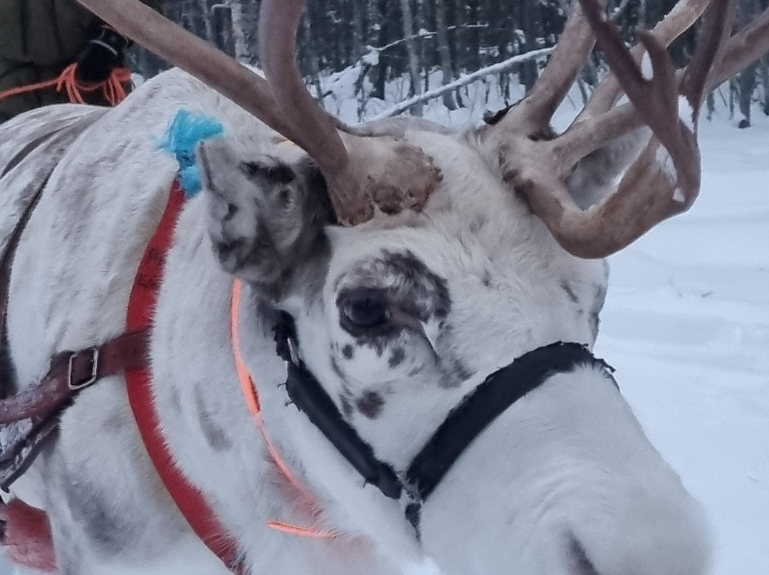 Lapland Hotel Olos主图