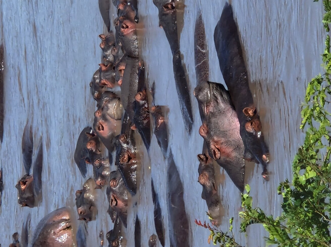 Serengeti Hippo Pool-塞伦盖蒂国家公园必去景点