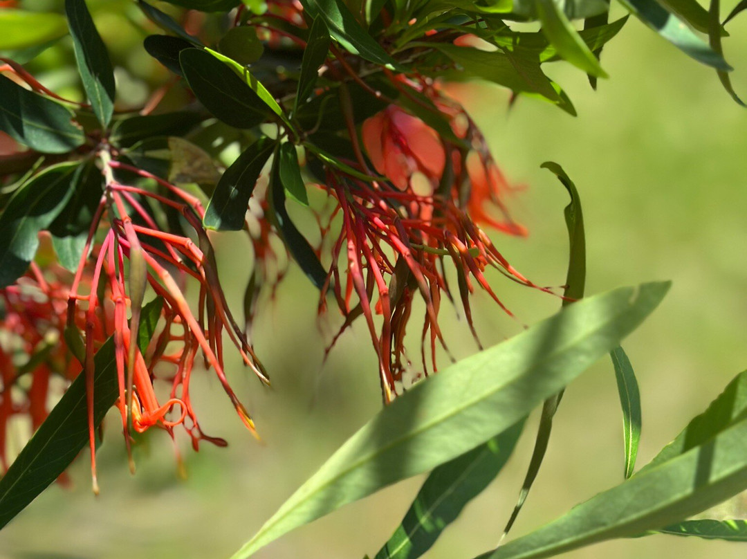 Santuario el Cañi-普孔必去景点