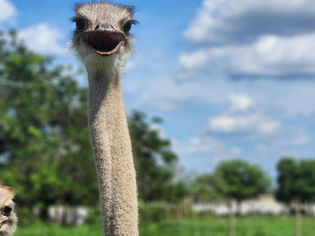 Parque Avestruz-Puerto Lopez必去景点