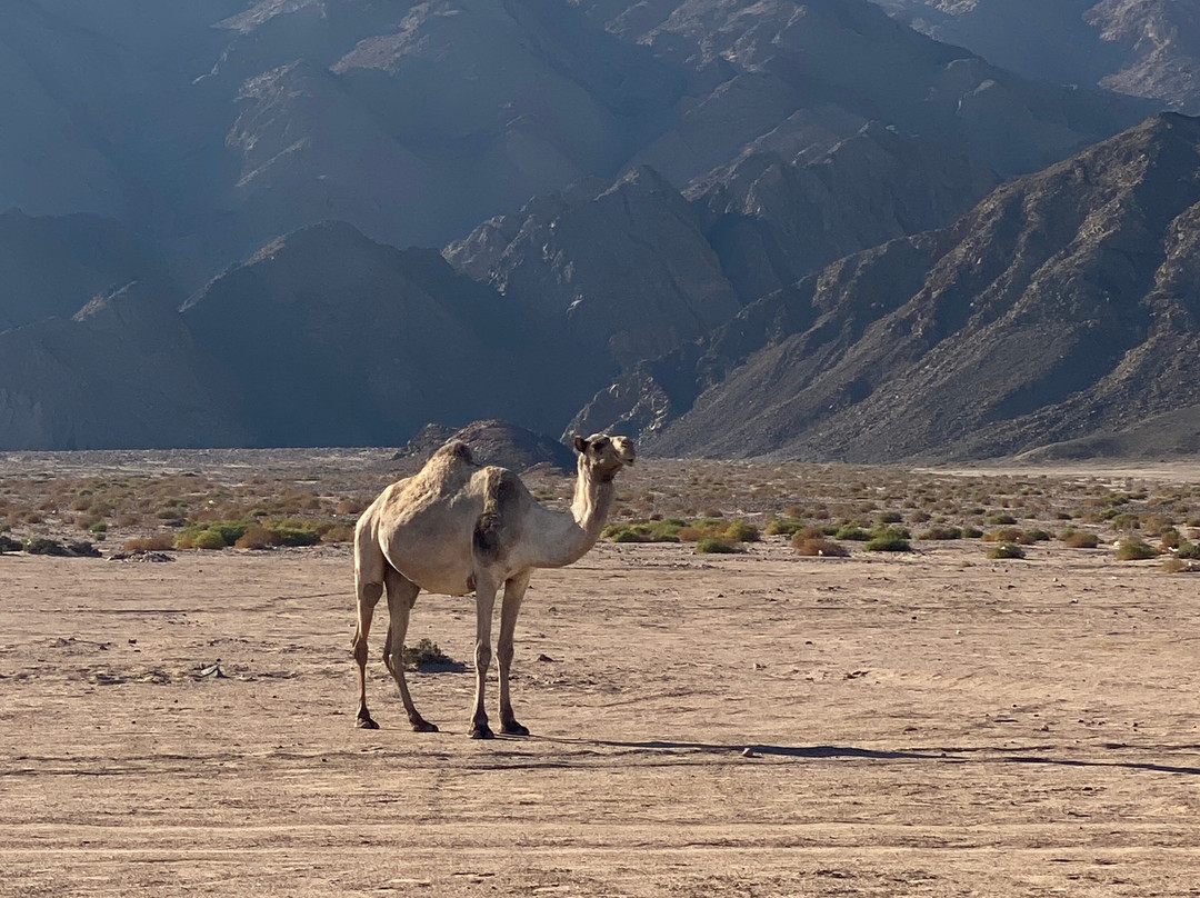 Blue Lagoon-达哈卜必去景点
