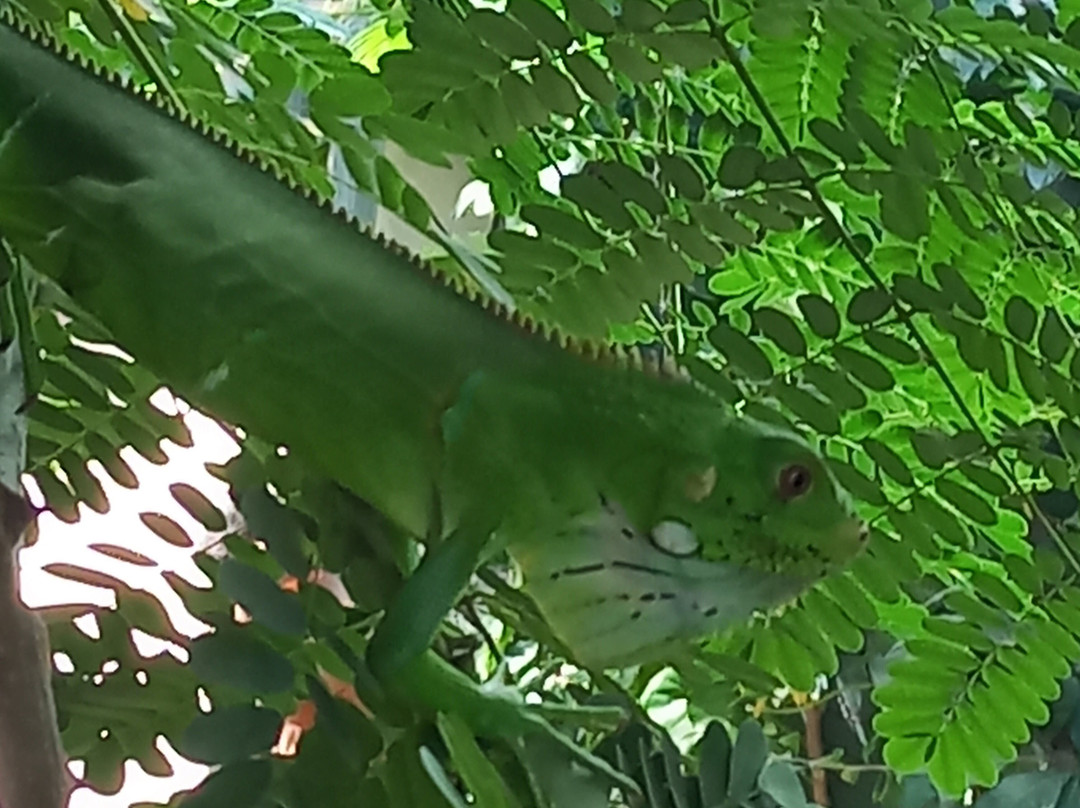 Jeri Norte Passeios-杰里科科拉必去景点