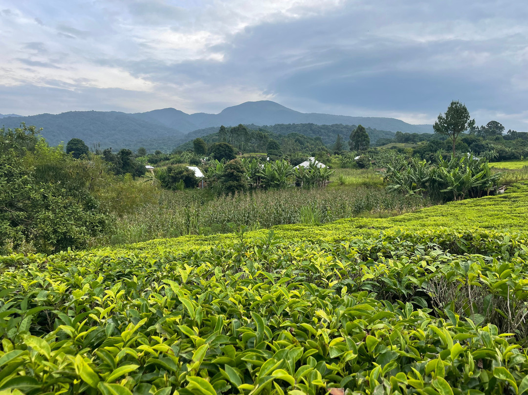 Mount Rungwe-Tukuyu必去景点