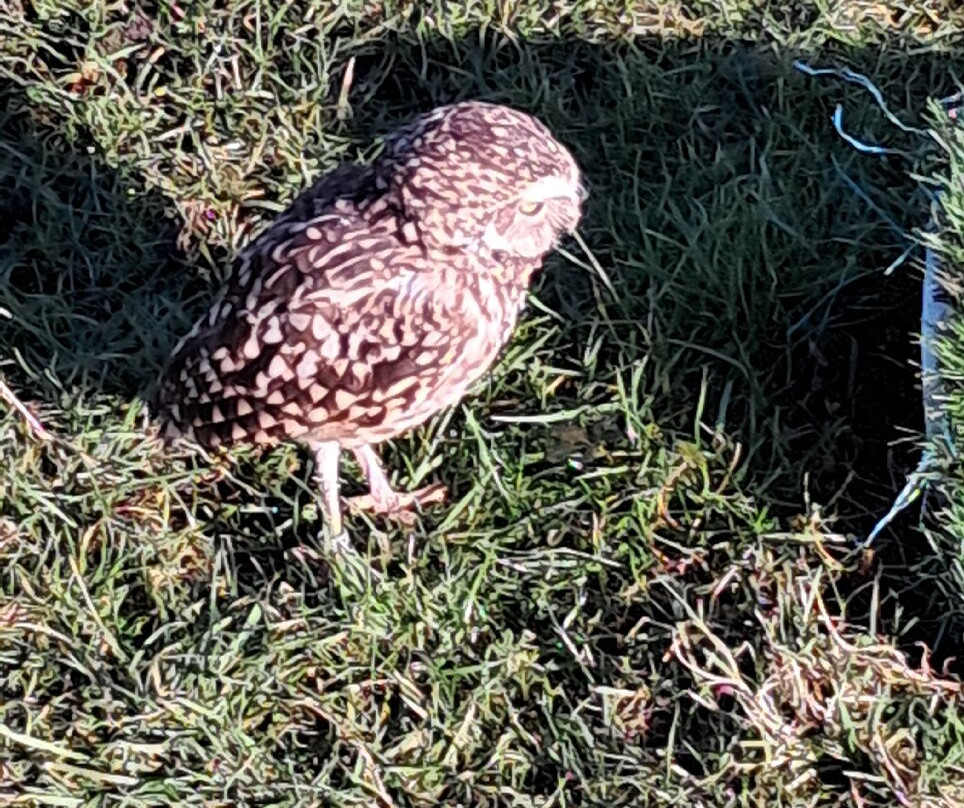 Kent Falconry Centre