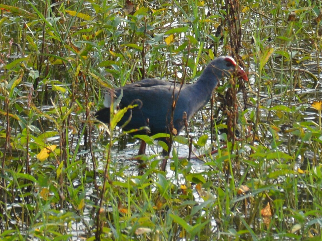 Vellode Bird Sanctuary景点图片