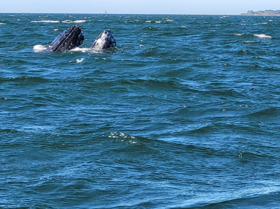 Dressel Divers Puerto Vallarta-蓬塔米塔必去景点