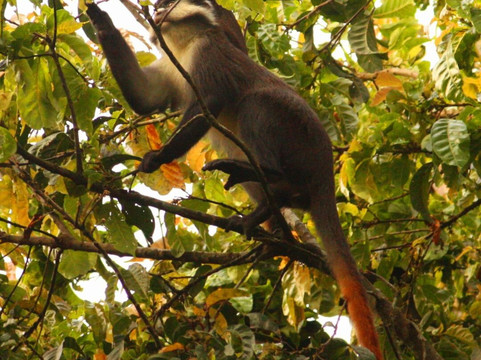 Peak Cruise Safaris-坎帕拉必去景点