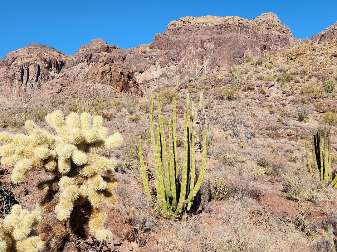 Organ Pipe Cactus National Monument-Ajo必去景点