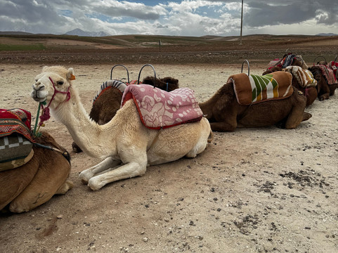 Visitas Guiadas de Marrakech-马拉喀什必去景点