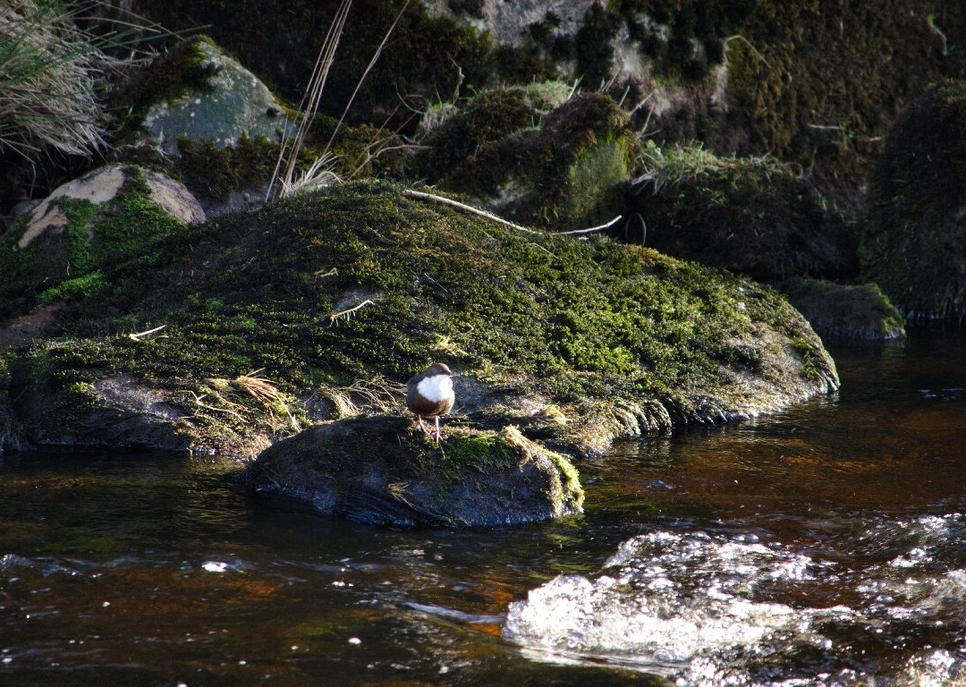 Forest of Bowland Area of Outstanding Natural Beauty景点图片