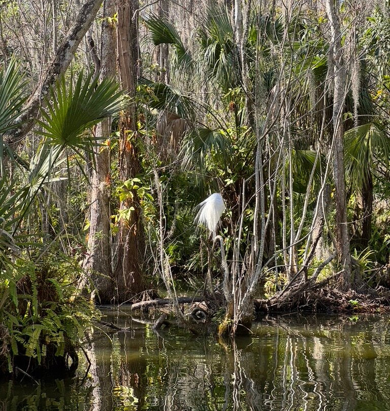 Lake Dora-Mount Dora必去景点